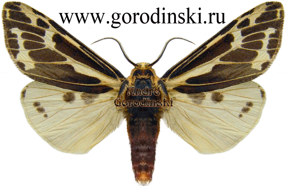 http://www.gorodinski.ru/arctiidae/Eospilarctia huangshanensis.jpg